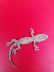 Gekko japonicus