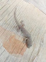 Gekko japonicus
