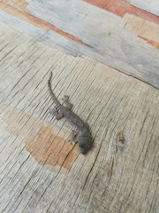 Gekko japonicus