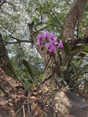 Cattleya trianae