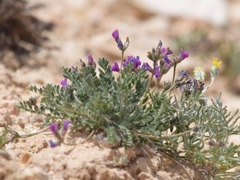 Oxytropis oreophila