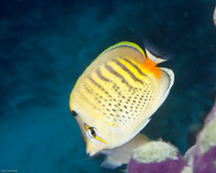 Chaetodon punctatofasciatus