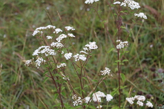 Stevia lucida