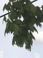 Acer rubrum
