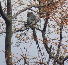 Urocolius indicus indicus