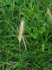 Hordeum secalinum