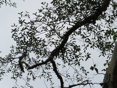 Lagerstroemia parviflora