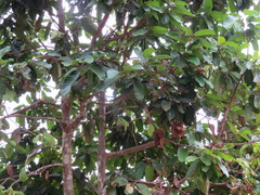 Vateria indica