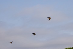 Hirundo rustica