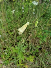 Digitalis grandiflora