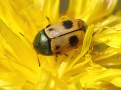 Cryptocephalus laetus