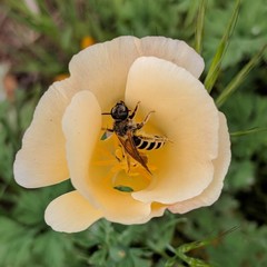 Halictus farinosus