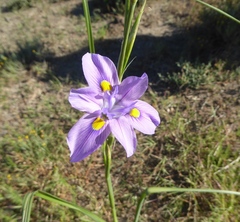 Moraea polystachya