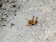 Acrididae