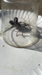 Mastigoproctus giganteus