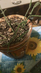 Rhipsalis pilocarpa