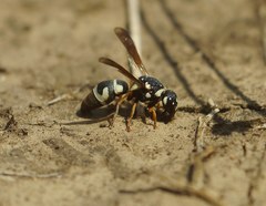 Parodontodynerus ephippium
