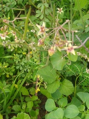 Pergularia