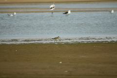 Pluvialis squatarola