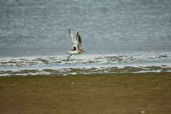 Pluvialis squatarola