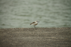 Charadrius marginatus