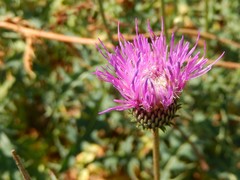Carduus defloratus carlinifolius