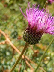 Carduus defloratus carlinifolius