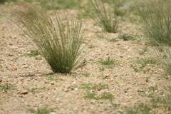 Spizocorys starki