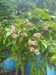 Millettia
