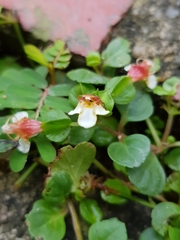 Torenia polygonoides