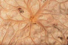 Spirastrella cunctatrix