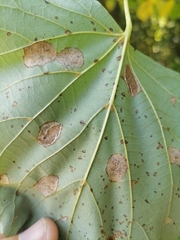 Phyllonorycter issikii