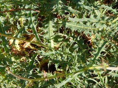 Carduus defloratus carlinifolius