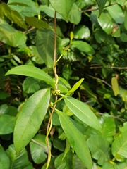 Gynochthodes umbellata