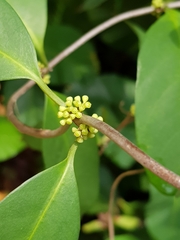 Gynochthodes umbellata