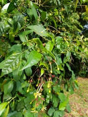 Clerodendrum laevifolium