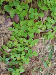 Torenia polygonoides
