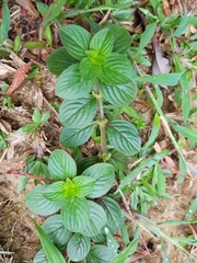 Spermacoce latifolia