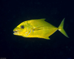 Flavocaranx bajad