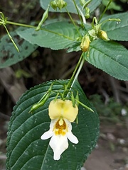 Impatiens edgeworthii