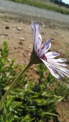 Dimorphotheca spectabilis