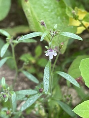 Chaenorhinum