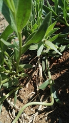 Dimorphotheca spectabilis