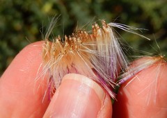 Carduus defloratus carlinifolius