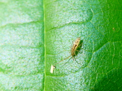Entomobrya muscorum