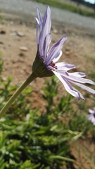 Dimorphotheca spectabilis