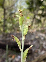 Habenaria arenaria