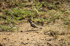 Eremopterix verticalis