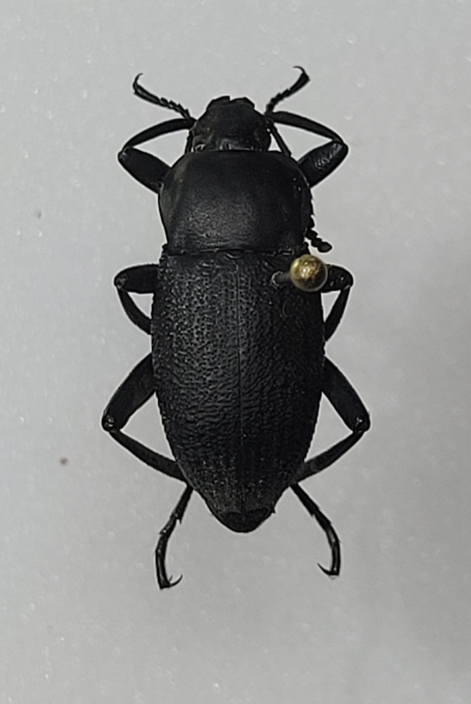 Eleodes neomexicana