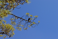 Pyrrhocorax pyrrhocorax barbarus